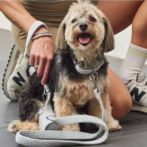 Boucle Leash