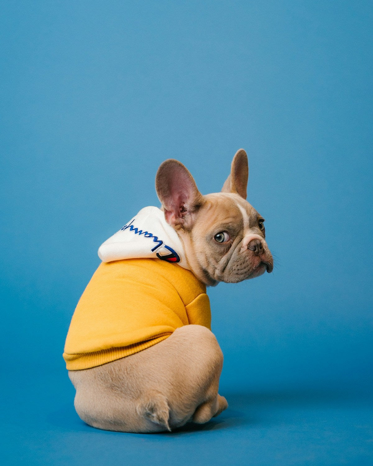 Golden puppy wearing Sunset Collar